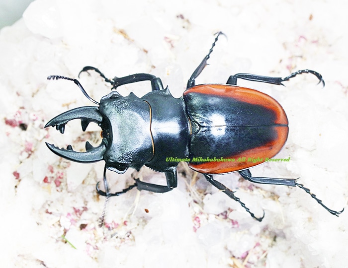 2023,5/16,17 新着WILD 総勢15種豪華ベトナム便 クベラツヤクワガタNo