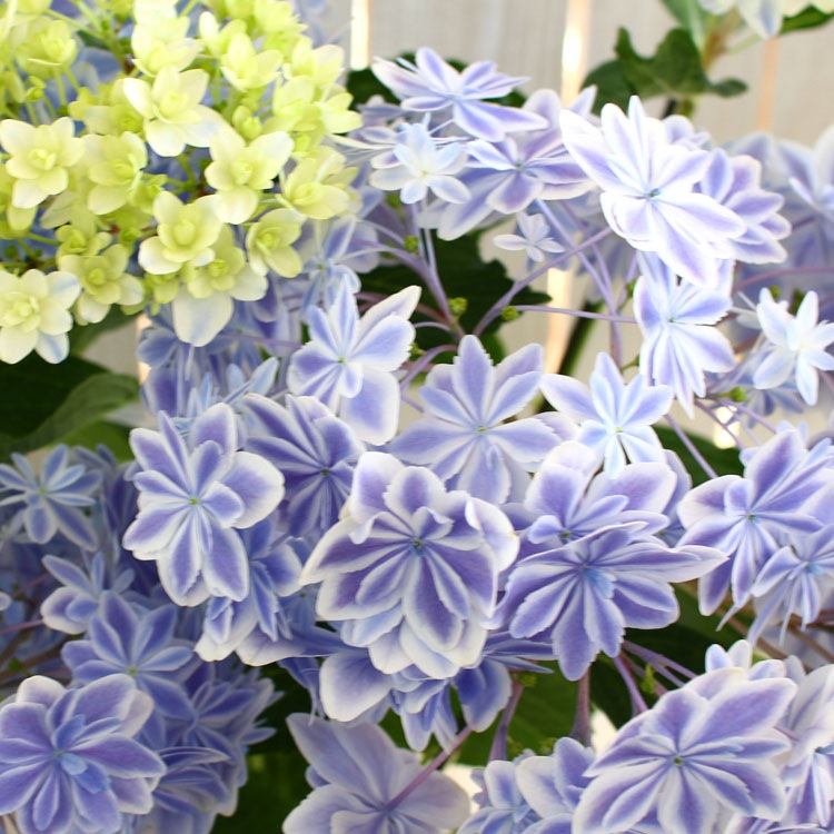 あのレア品種が限定再入荷／アジサイ「万華鏡(ブルー)5号鉢」フラワー