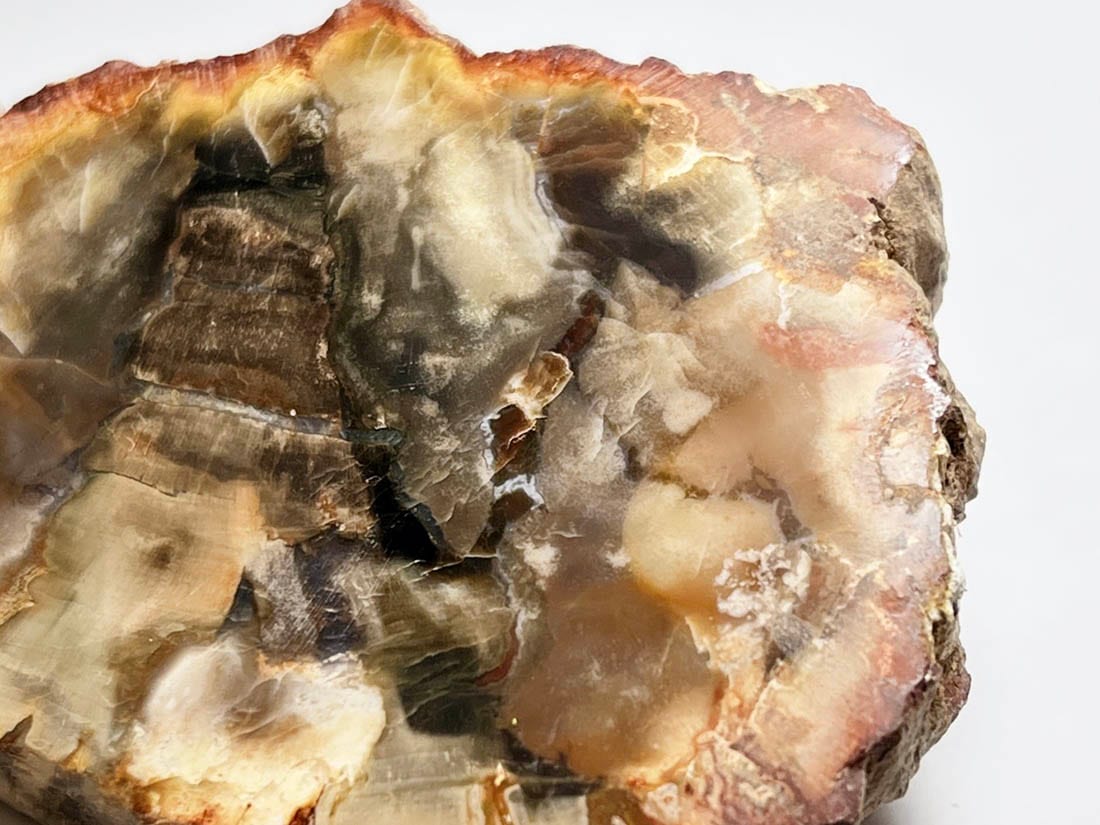 マダガスカル産 ペトリファイドウッド ( 珪化木 ) スライス