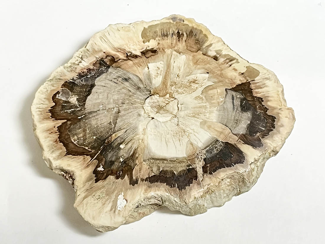 ペトリファイドウッド(珪化木)