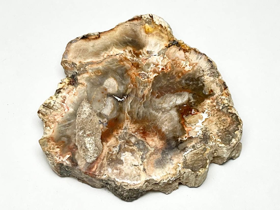 ペトリファイドウッド(珪化木)