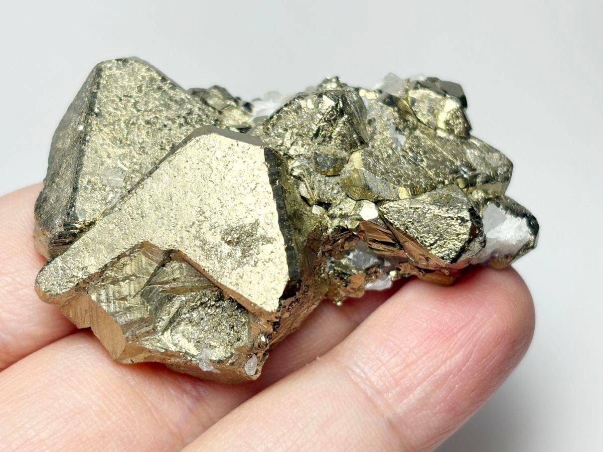 パイライト共生