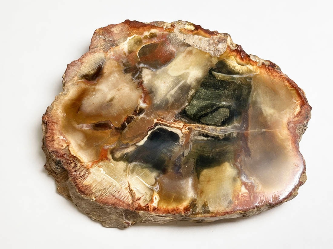 マダガスカル産 ペトリファイドウッド ( 珪化木 ) スライス