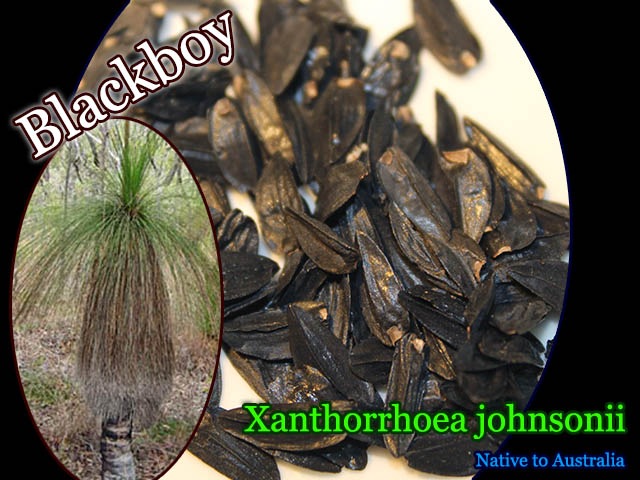 ブラックボーイ]クサントロエア・ジョンソニー(Xanthorrhoea johnsonii
