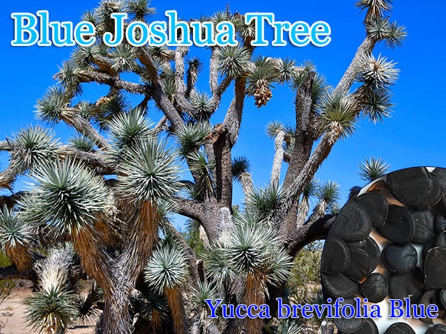 Yucca brevifolia Blue(ブルーヨシュア・ツリー)種子[耐寒性ユッカ種子