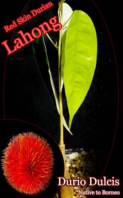 Durio dulcis(ドゥリオ・ドゥルキス)苗[レッド・ドリアン] 販売店