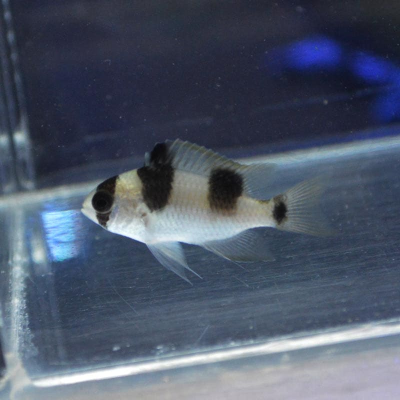 ブラックバンデッドダムゼル【マニラ産】 | 海水魚図鑑（過去入荷