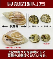 ヤドカリ引越用B級貝殻セット【サイズオーダー全国送料無料】【殻口