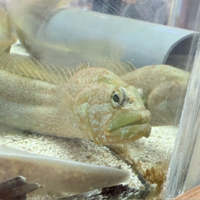 ツノダシ【スリランカ産】 | 海水魚図鑑（過去入荷）,海水魚,ハギ