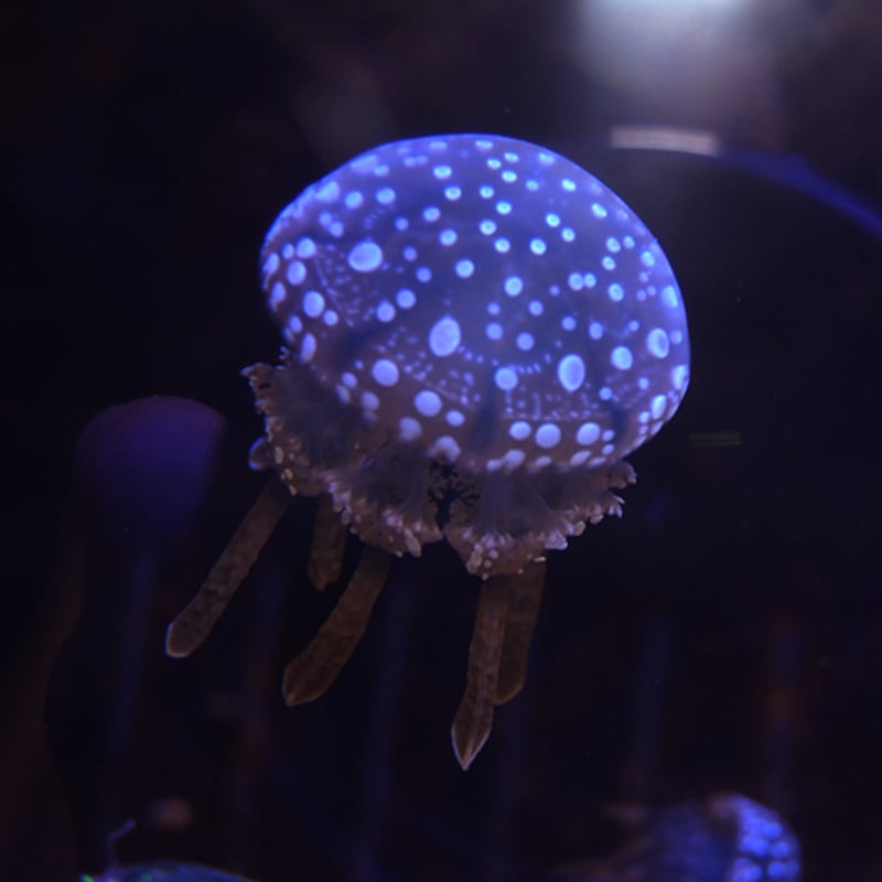 タコクラゲ【近海産】【和歌山県産】3cm～5cm | 海水魚,クラゲ