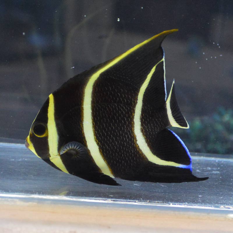 フレンチエンゼルフィッシュ【ブラジル産】 | 海水魚図鑑（過去入荷