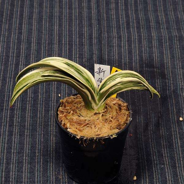 万年青(おもと）：新生殿(しんせいでん） 【現品】【送料無料】 | 古典