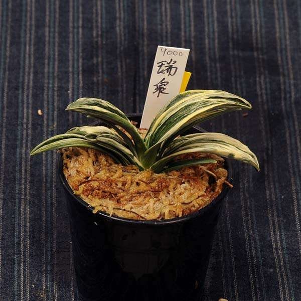 万年青(おもと）：瑞泉(ずいせん） 【現品】【送料無料】 | 古典植物