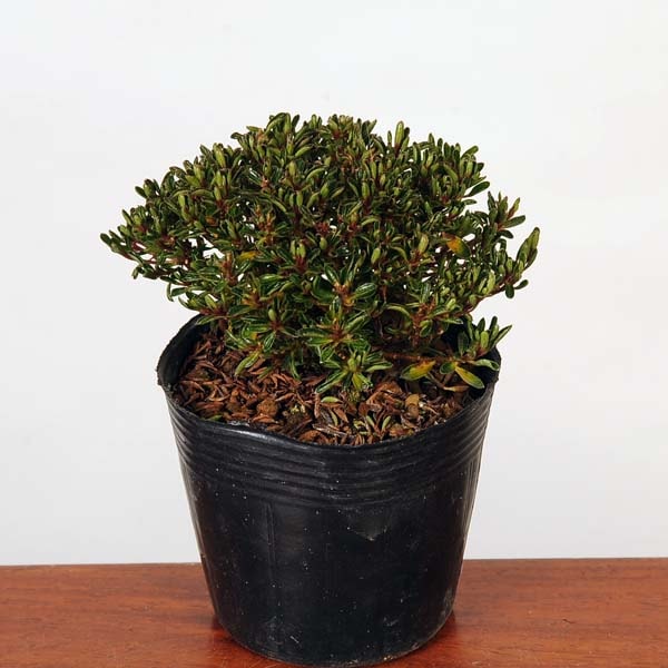 苗：さつき（早乙女小町）サツキ 皐月 | 盆栽素材,苗(花物・実物),1000