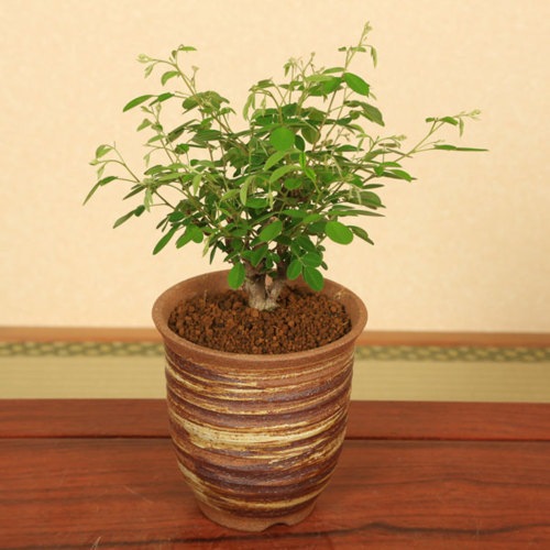 即日出荷可！】【送料無料】ミニ盆栽：屋久島萩(萬古焼深鉢)*bonsai