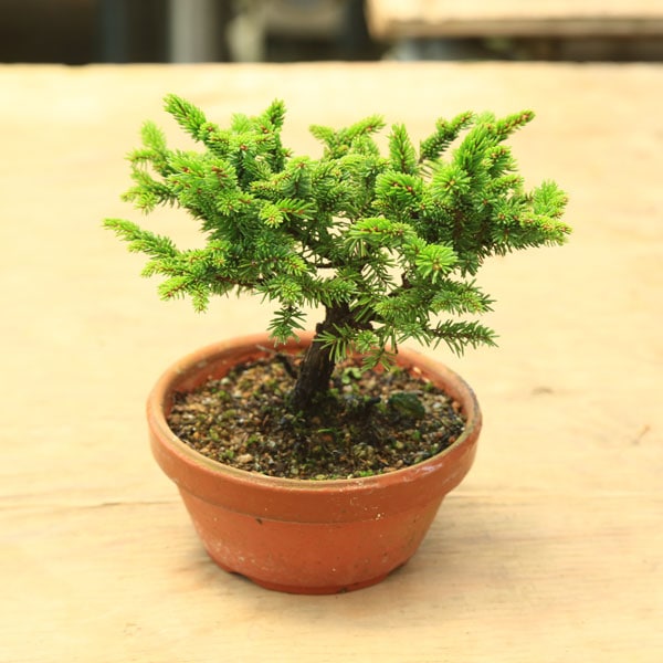 苗：白芽八房蝦夷松 素焼き鉢入り(やつふさえぞまつ/ヤツフサエゾマツ