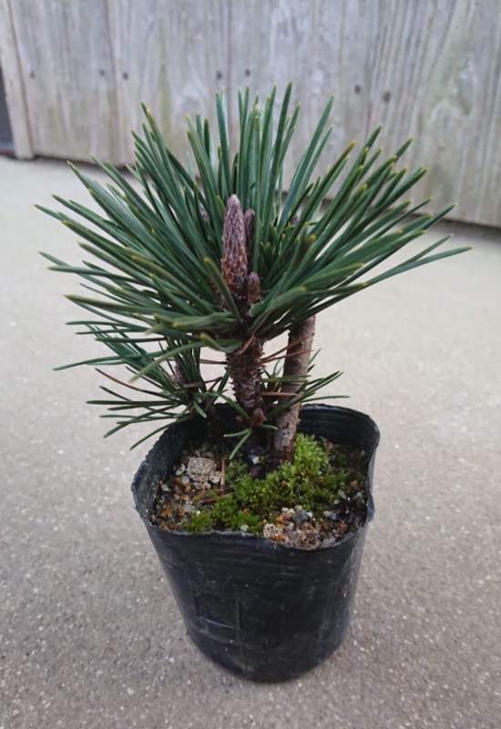 苗：八房黒松（千寿丸）*くろまつ/クロマツ/せんじゅまる/センジュマル