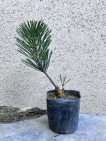 苗：八房黒松（千寿丸）*くろまつ/クロマツ/せんじゅまる/センジュマル