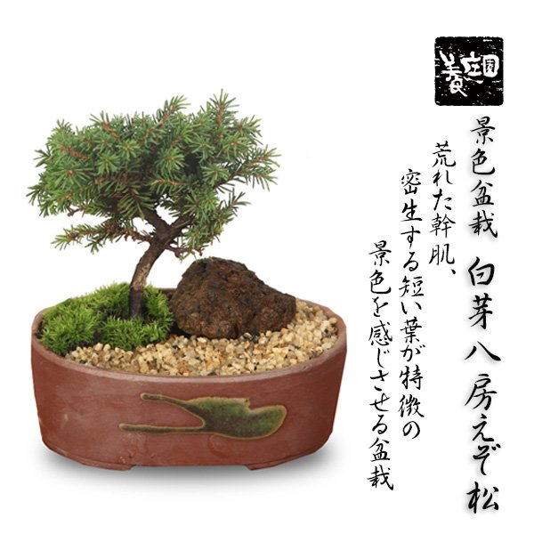 盆栽：ミニ景色盆栽 白芽八房えぞ松*（瀬戸焼楕円鉢）苔と砂付きbonsai