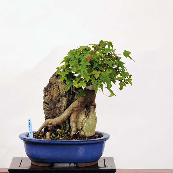 小品盆栽：楓石付（かえで・カエデ） 現品* Momiji | 新着商品 | 遊恵