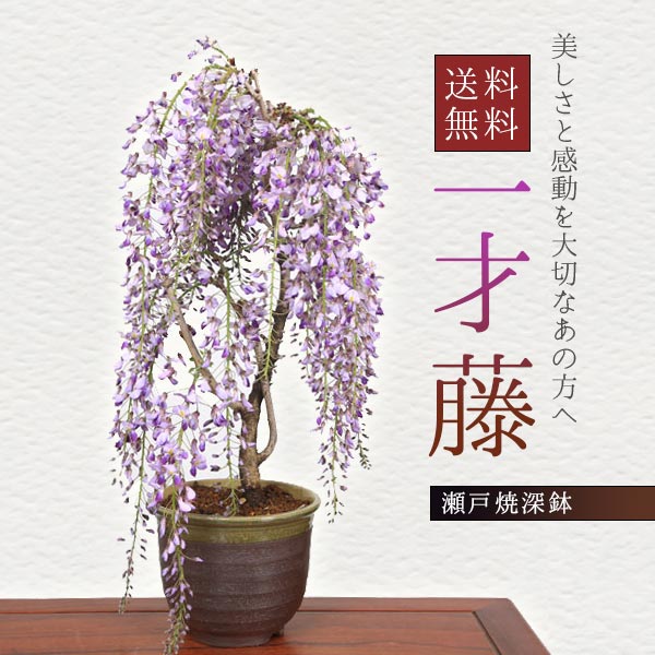 盆栽：一才藤（瀬戸焼深鉢)*藤(2025年開花終了) bonsai | ミニ・小品
