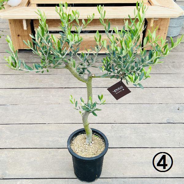 おしゃれ 観葉植物 選べる：オリーブの木 ルッカ 7号*現品 SOUJU 創樹