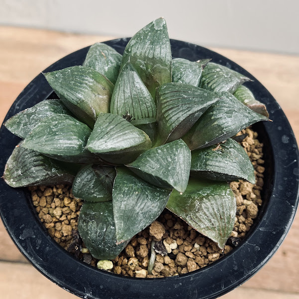 多肉植物：ハオルチア マトリクス*M 幅9cm | サボテン＆多肉植物