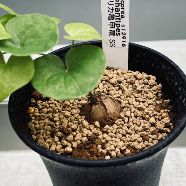 コーデックス：アフリカ亀甲竜*SS 塊根幅1.5cm | サボテン＆多肉植物