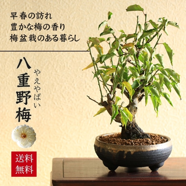 梅盆栽：八重野梅*（信楽焼黒イブシ金彩鉢）（2026年開花終了）やばい