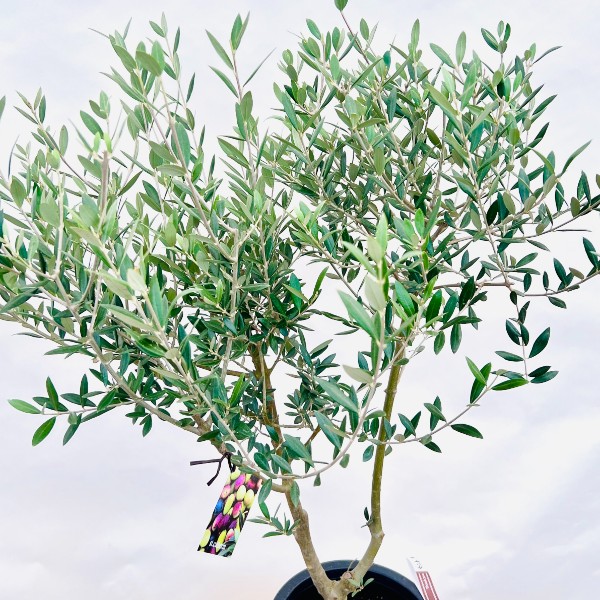 おしゃれ 観葉植物 選べる：オリーブの木 セントキャサリン 7号*現品