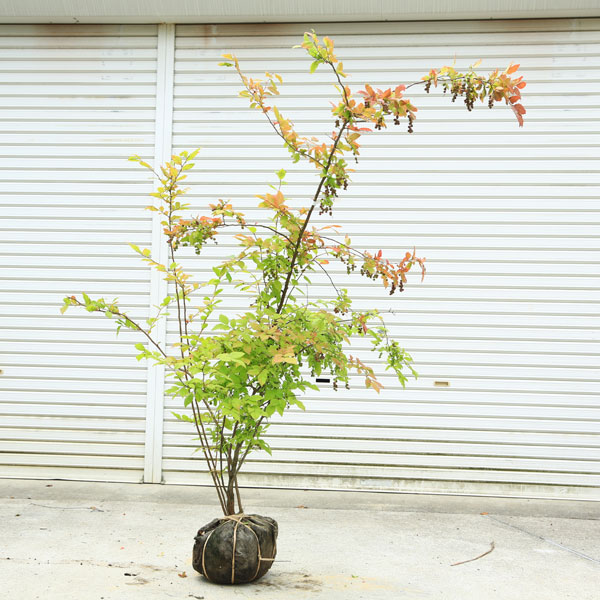 希少庭木・植木：ナツハゼ（なつはぜ）* 現品限り！ 樹高：約170cm
