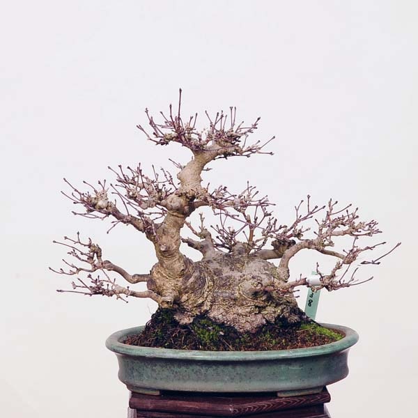 小品盆栽：特選山紅葉 現品*山もみじ モミジ Momiji | すべての商品