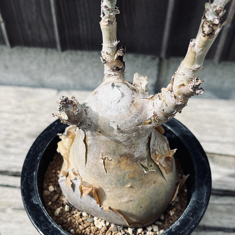 コーデックス：キフォステンマ セイチアナ*枝幅9cm 現品！一品限り