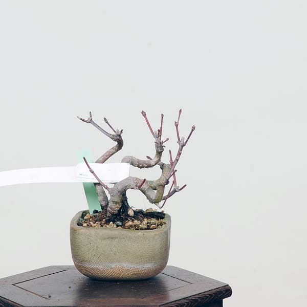 ミニ盆栽：山紅葉 現品*山もみじ モミジ Momiji | すべての商品 | 遊恵