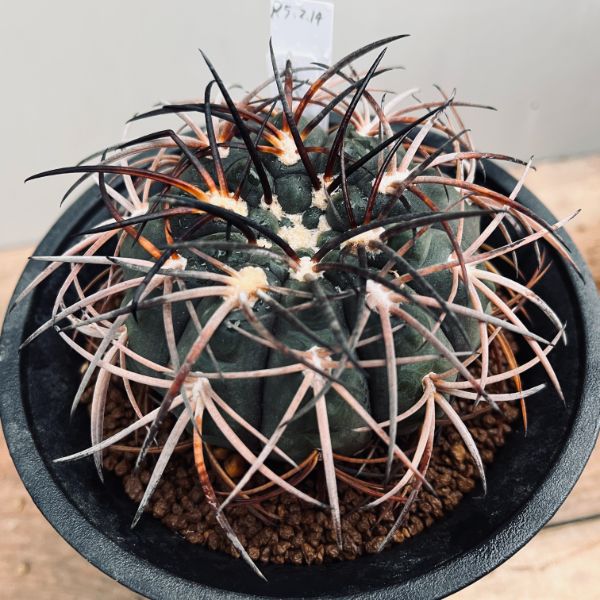 サボテン：ギムノカリキウム 強刺天平丸 実生*幅8cm 現品！一品限り