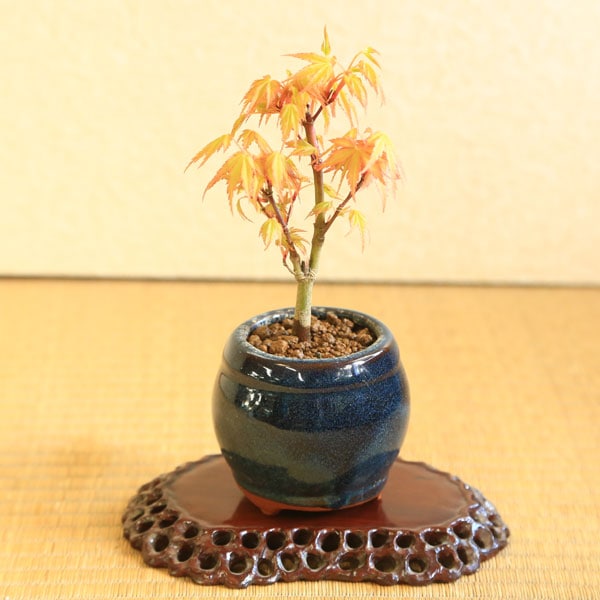 ミニ盆栽：桂もみじ（青壺形陶器鉢）* 紅葉 モミジ momiji bonsai