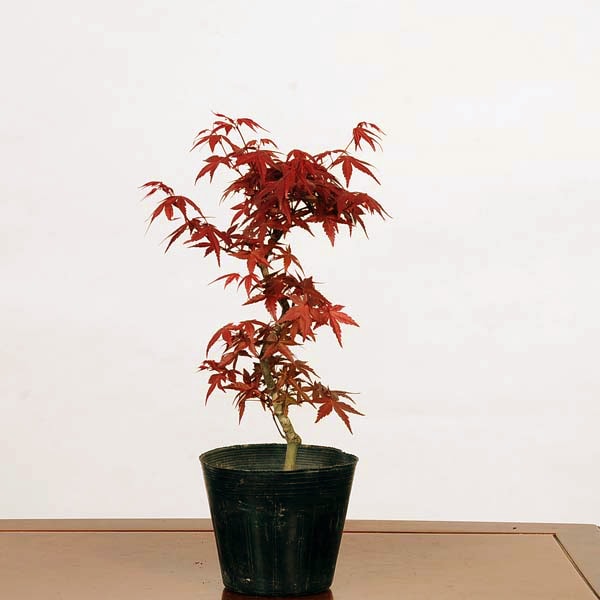 苗：出猩々もみじ *（曲） デショウジョウ モミジ 紅葉 | 新着商品