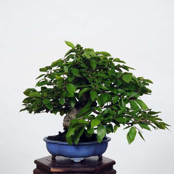 小品盆栽：特選岩四手(いわしで) 現品*イワシデ Iwashidei | すべての