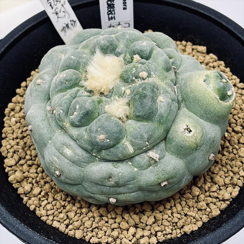 サボテン：ロフォフォラ 銀冠玉 実生*幅8cm 現品！一品限り