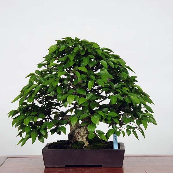 中品盆栽：特選岩四手(いわしで) 現品*イワシデ Iwashidei | すべての