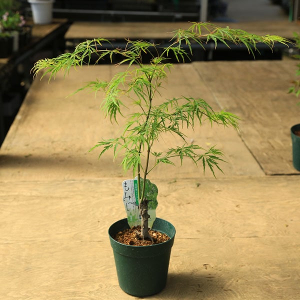 庭木・植木 庭木苗：青枝垂れモミジ（青しだれ）あおしだれ もみじ