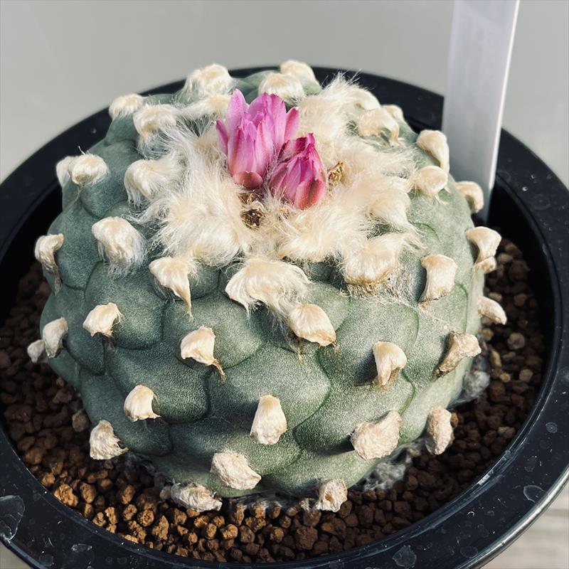 サボテン：ロフォフォラ 赤花烏羽玉*幅8cm | サボテン＆多肉植物