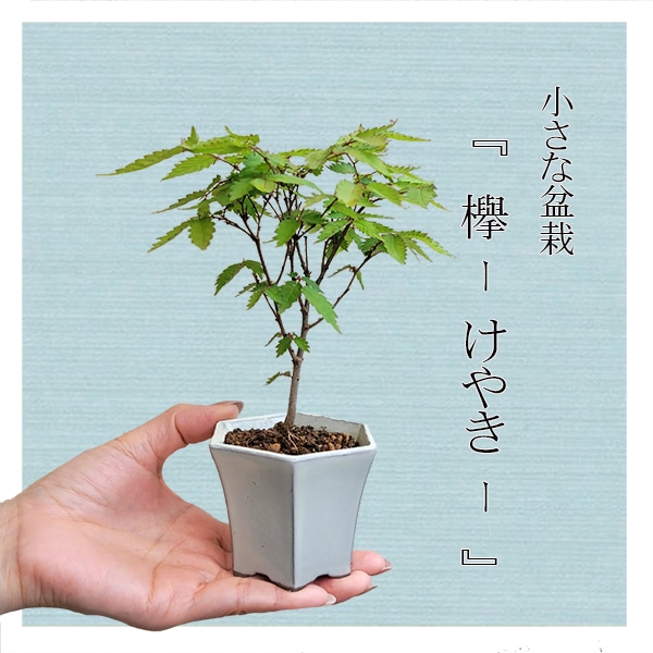 ミニ盆栽：けやき*（白反六角陶器鉢） 欅ケヤキ雑木bonsai | ミニ