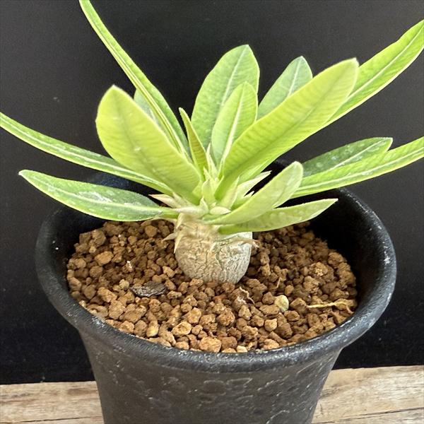 コーデックス：パキポディウム エブレネウム 実生*M 塊根幅1.5cm