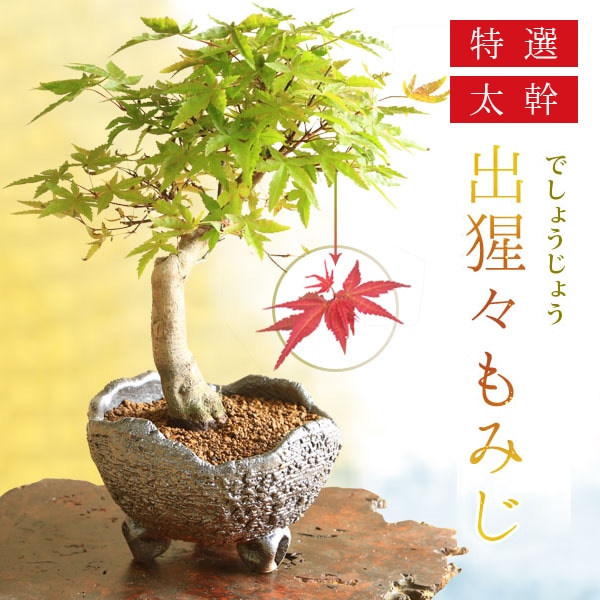 盆栽：特選出猩々もみじ(信楽焼鉢)*＜2025年落葉＞太幹bonsai【送料