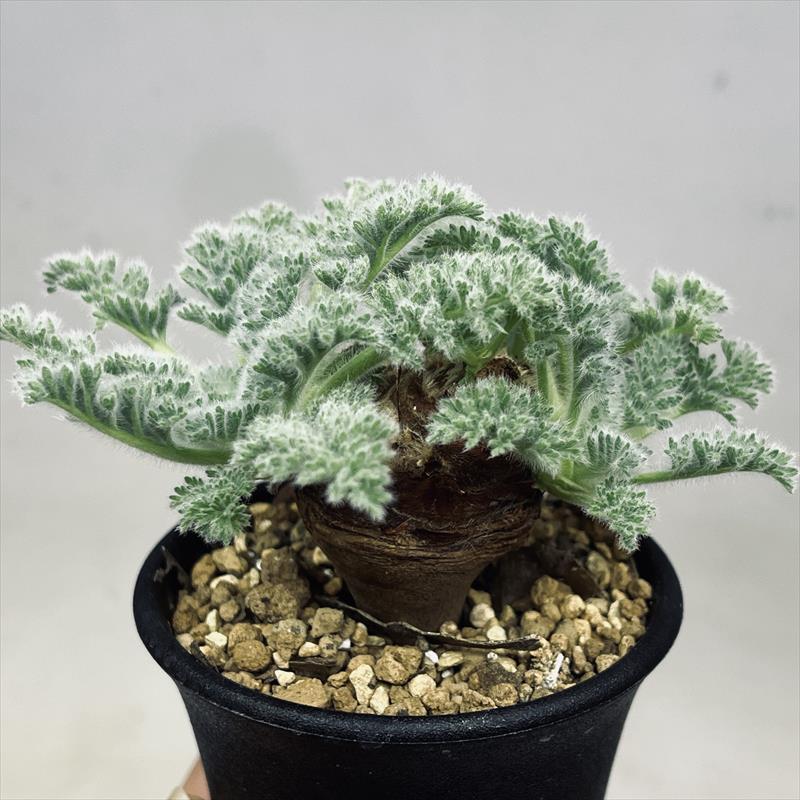 コーデックス：ペラルゴニウム アッペンディクラツム*葉幅10cm