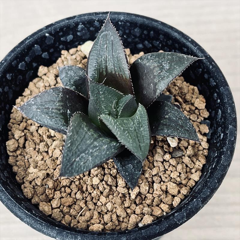 多肉植物：ハオルチア 江隅氏マグニフィカ*幅5cm | サボテン＆多肉