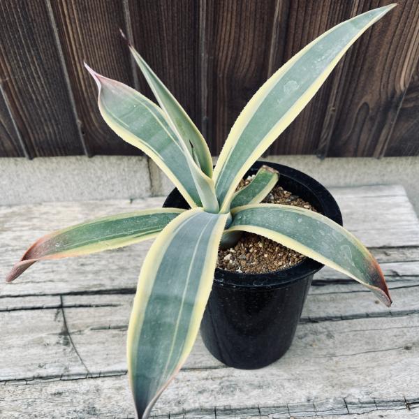 多肉植物：アガベ ウェベリー アリゾナスター*幅27cm | サボテン