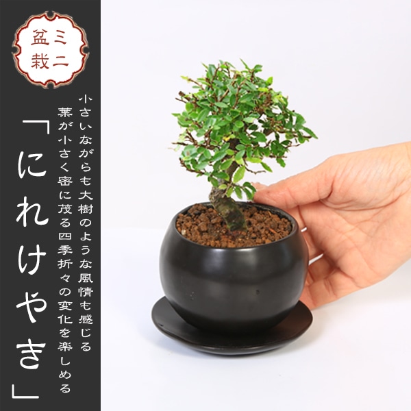 ミニ盆栽：にれけやき*和モダン丸陶器鉢(受け皿付き) 楡欅ニレケヤキ