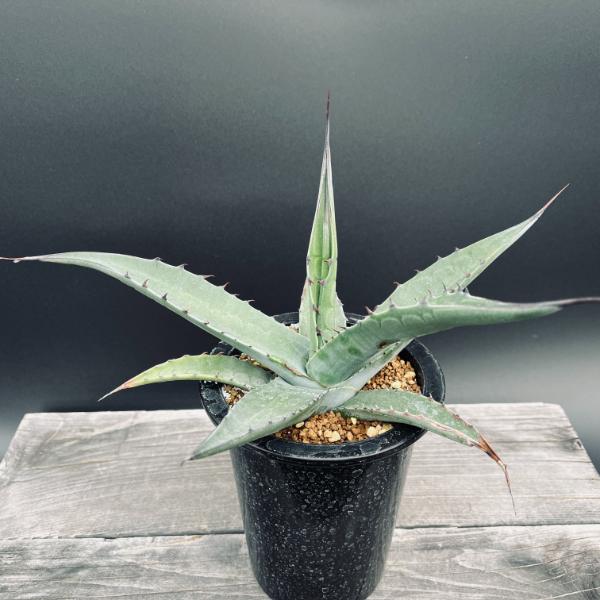 多肉植物：アガベ オバティフォリア 実生*幅26cm 現品！一品限り